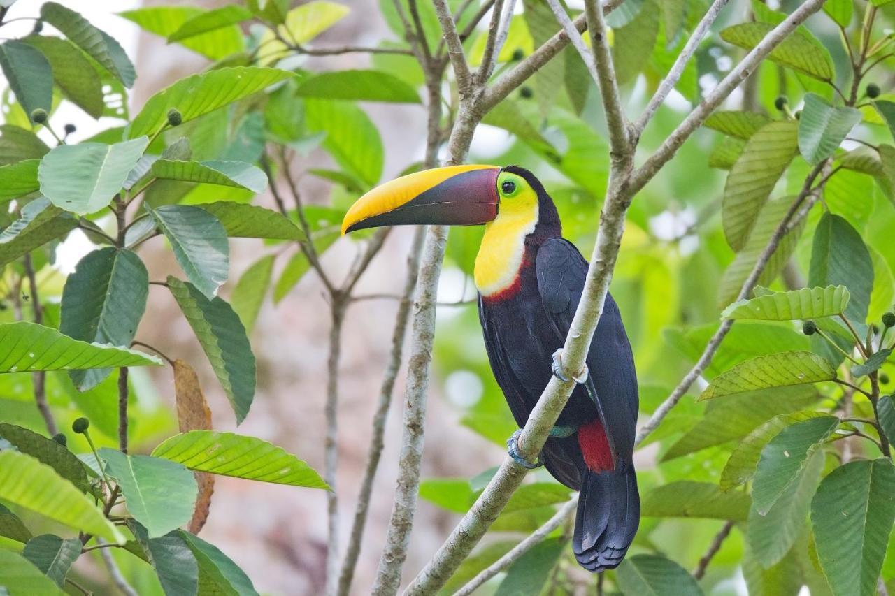Finca Sueno De Osa Puerto Jiménez Buitenkant foto